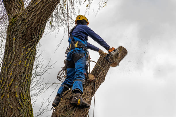 Best Arborist Consultation Services  in Derby, KS