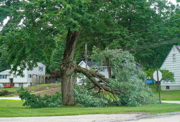 Trusted Derby, KS Tree Removal Experts