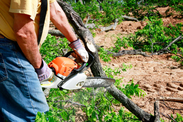 Best Storm Damage Tree Cleanup  in Derby, KS